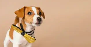 旺旺友聯-寵物綜合險-方案一