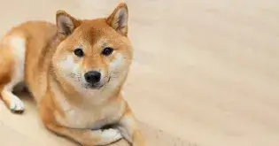 旺旺友聯-寵物綜合險-方案二