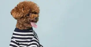 富邦產險-寵物保險-方案三